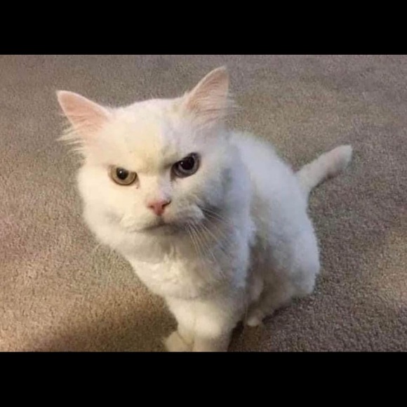 gunjinn